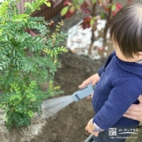 記念樹のシマトネリコに水やり中の様子