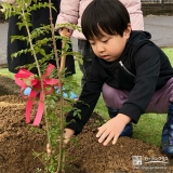 植樹の様子②