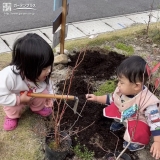 ブルーベリーの植樹の様子