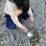 植樹中の様子