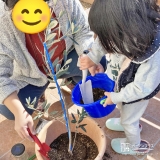 オリーブ植樹の様子