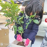 レモン植樹の様子