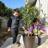 東京都調布市オリーブとキンカンの植樹風景