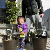 東京都調布市オリーブとキンカンの植樹風景