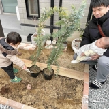 ミモザ植樹の様子