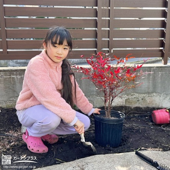 ナンテン植樹の様子