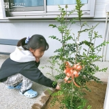 シマトネリコ植樹の様子