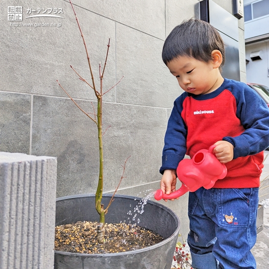 植樹後のもみじ（カエデ）