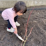 もみじ（カエデ）植樹の様子