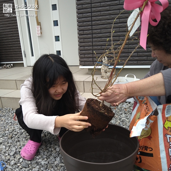 ブルーベリー植樹中の様子