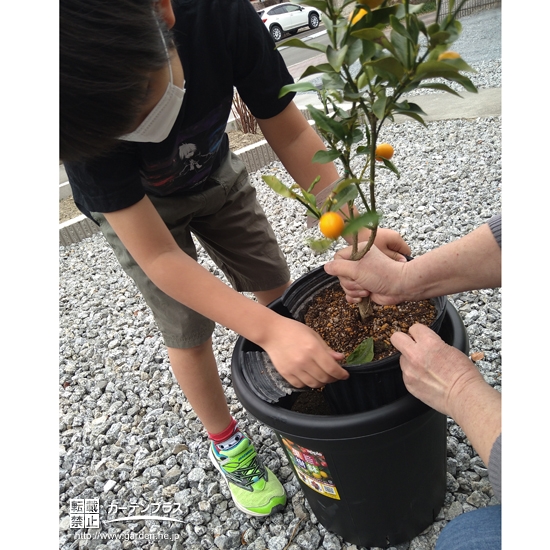 キンカン植樹中の様子