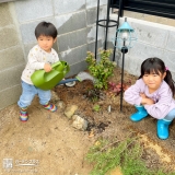 ビバーナムティヌスにお水をあげている様子