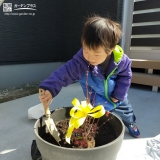 もみじ（カエデ）植樹中の様子