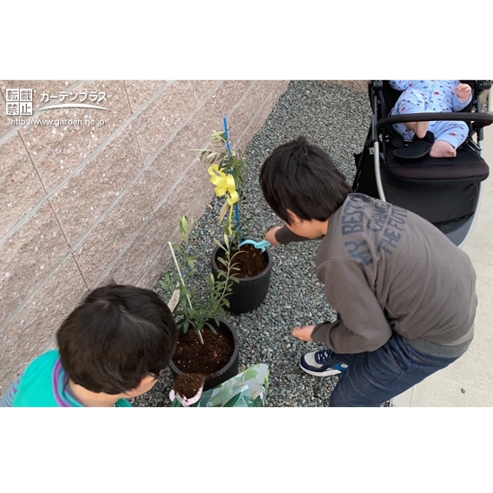 記念樹植樹中の様子