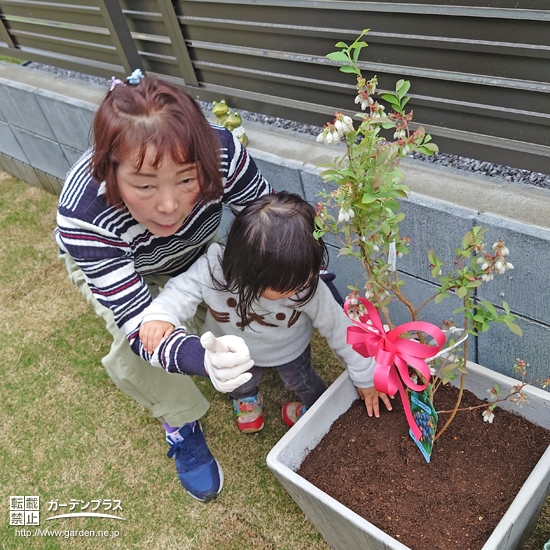 植樹の様子