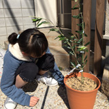 兵庫県神戸市東灘区オリーブの植樹風景