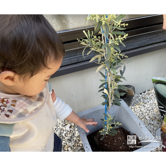 記念樹植樹の様子②