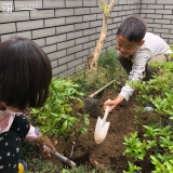 記念樹を植樹している様子②