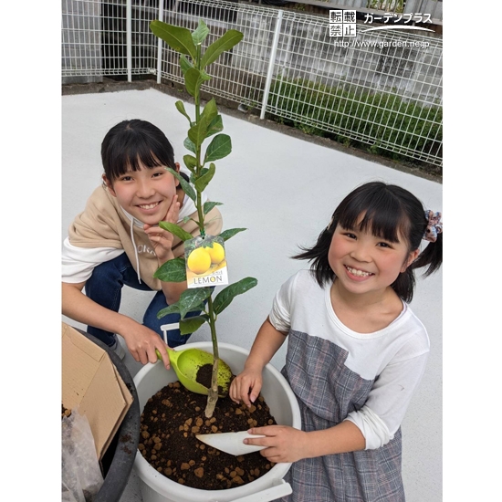 レモン植樹中の様子①