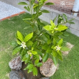 花が咲いた温州ミカンの木
