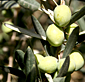 千葉県君津市オリーブの植樹風景