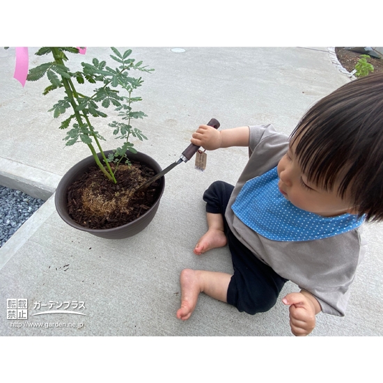 ミモザ植樹の様子