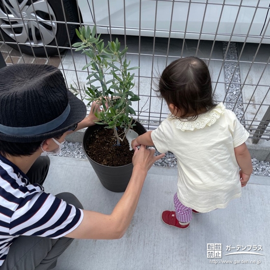 オリーブ植樹の様子
