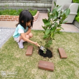 温州ミカン植樹の様子