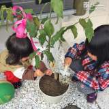 キワマンサクとオリーブとレモンとビワの植樹風景