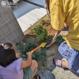 ビバーナムティヌス植樹中の様子