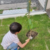 記念樹植樹の様子