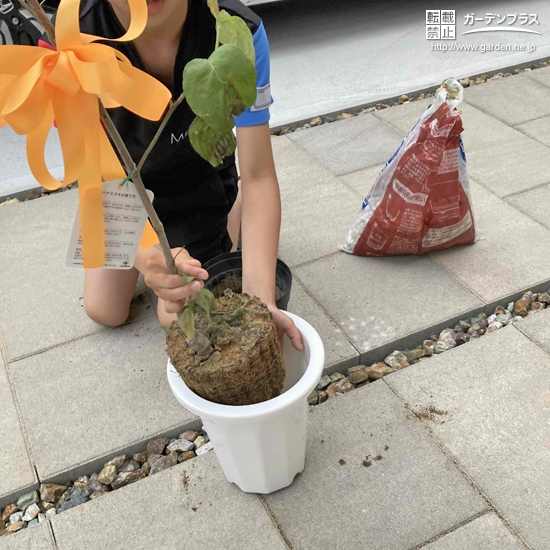 記念樹植樹の様子
