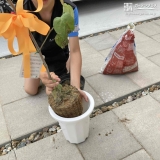 記念樹植樹の様子