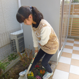 兵庫県西宮市レモンの植樹風景