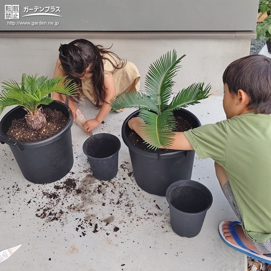 記念樹植樹の様子