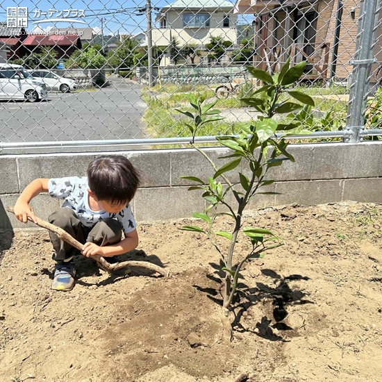 記念樹植樹の様子②