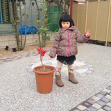 愛知県瀬戸市レモンの植樹風景