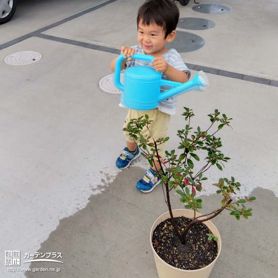 記念樹植樹の様子①