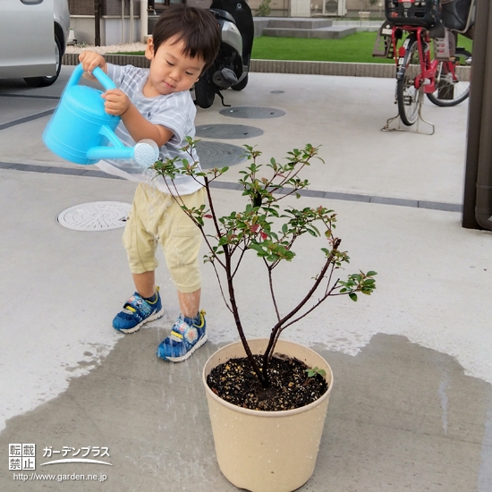 記念樹植樹の様子②