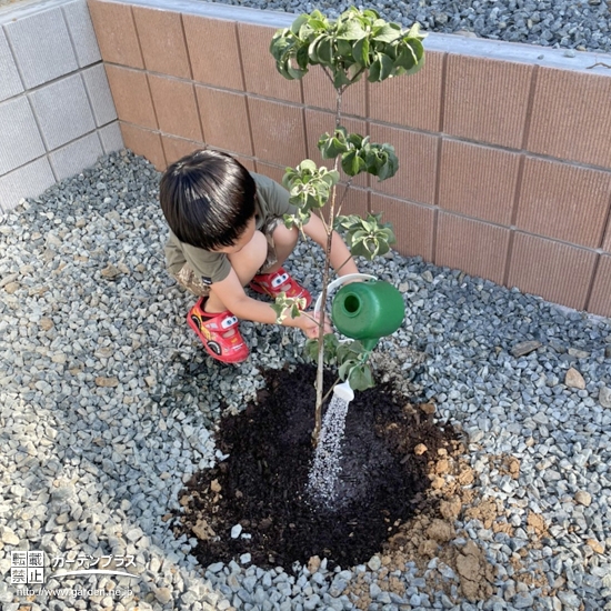 記念樹植樹の様子①