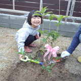 熊本県玉名郡和水町もみじ（カエデ）とキンモクセイの植樹風景