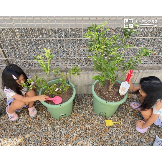 記念樹植樹の様子