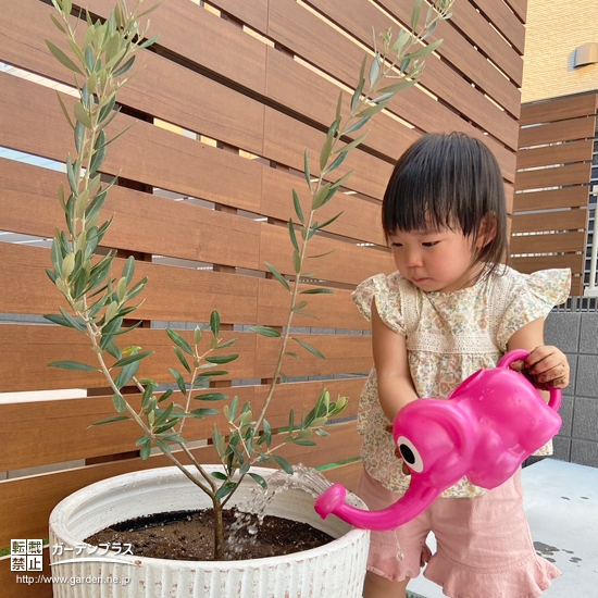 オリーブ植樹の様子②