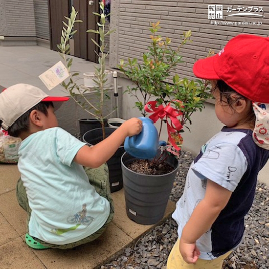 記念樹植樹の様子①