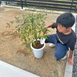 記念樹植樹の様子