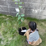 記念樹植樹の様子