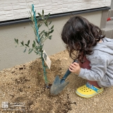 オリーブ植樹の様子