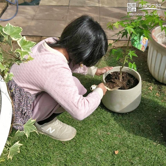 記念樹植樹の様子