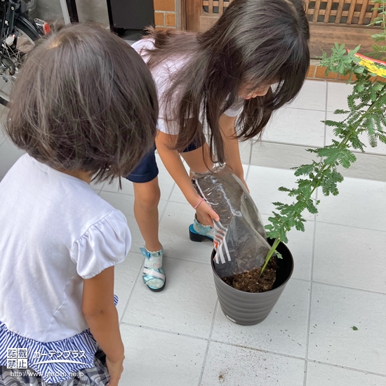 記念樹植樹の様子