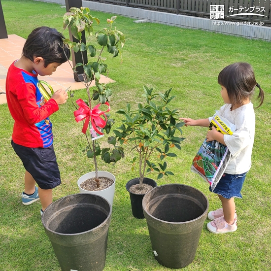 記念樹植樹の様子